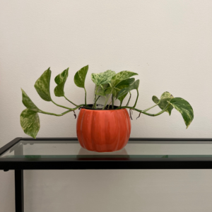 Picture of an orange pumpkin planter that has a plant potted inside