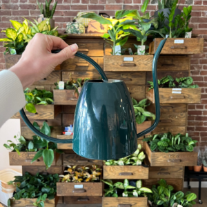 A dark green watering can from Far and Wide shop in Kamloops, British Columbia