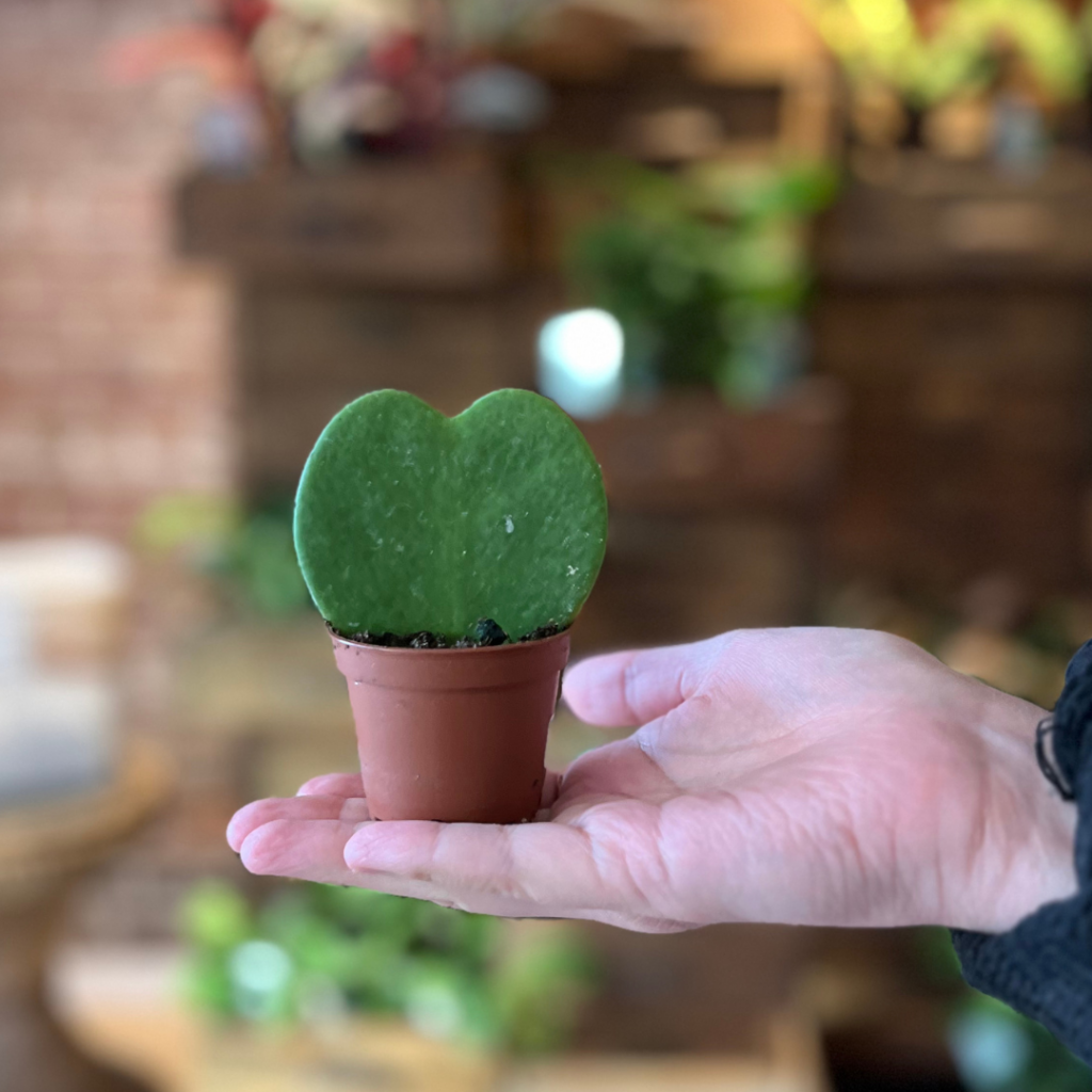 A little heart hoya plant in a hand